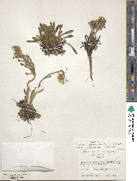Image of Draba cheiranthoides