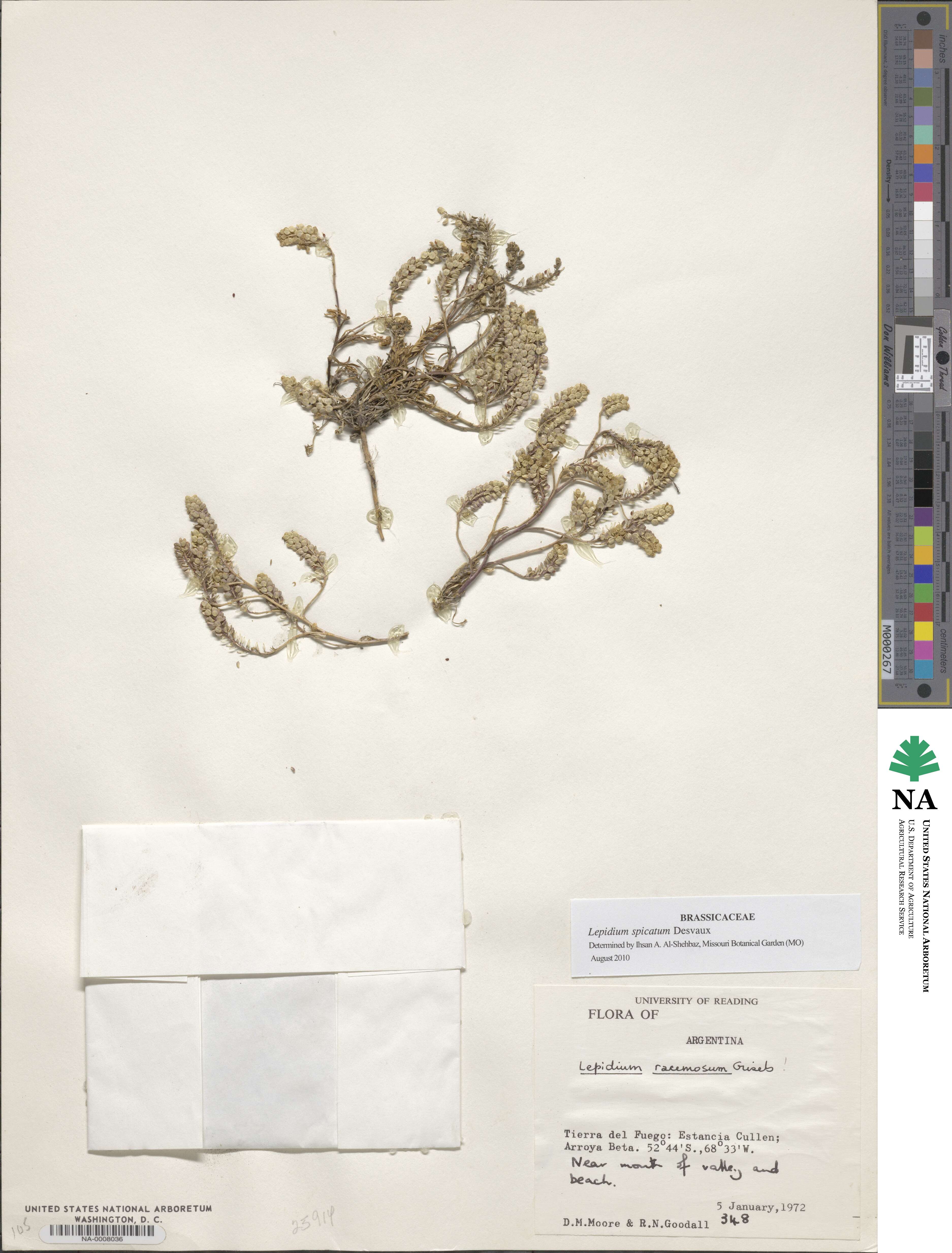 Lepidium spicatum image