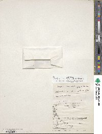 Onuris alismatifolia image