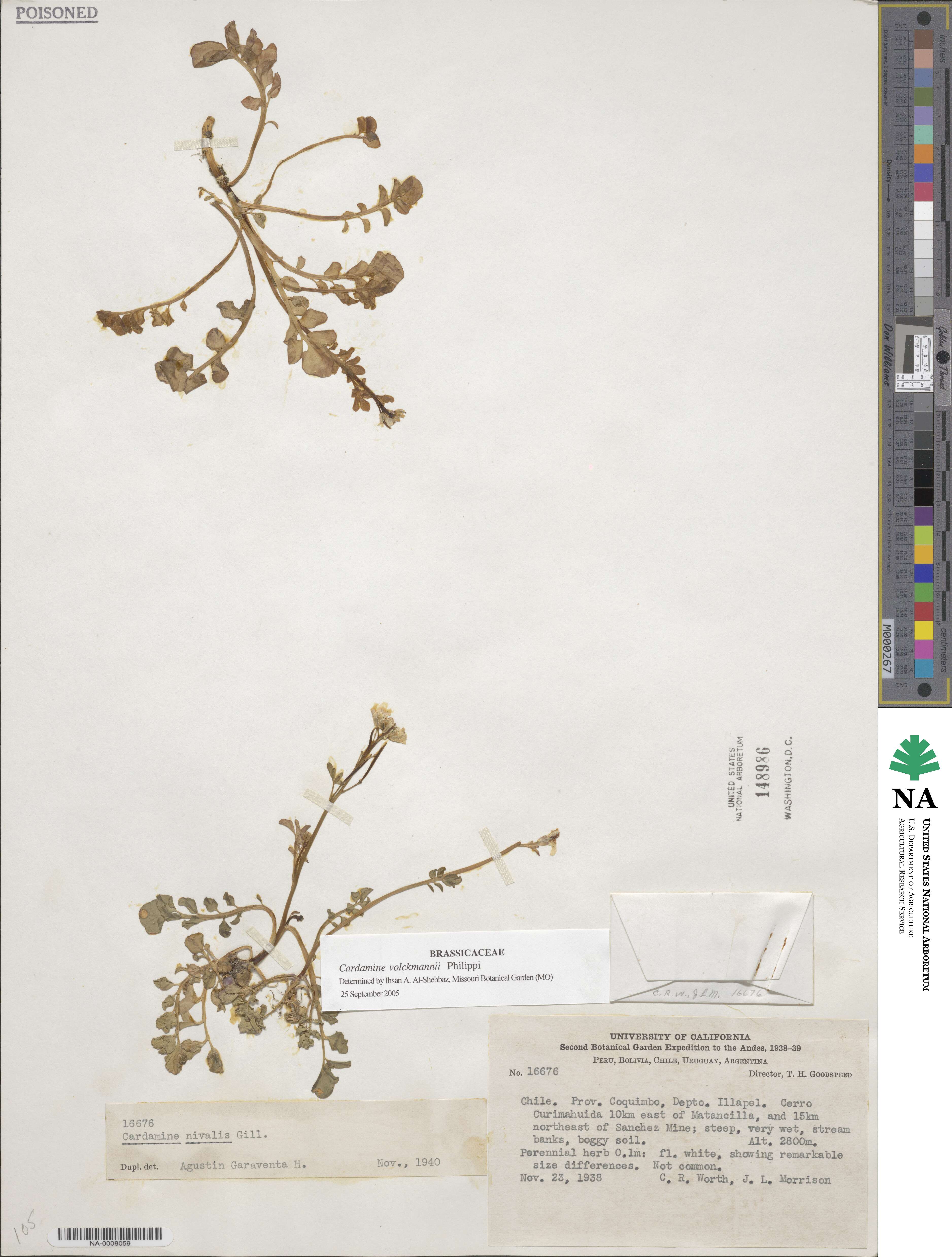 Cardamine volckmannii image