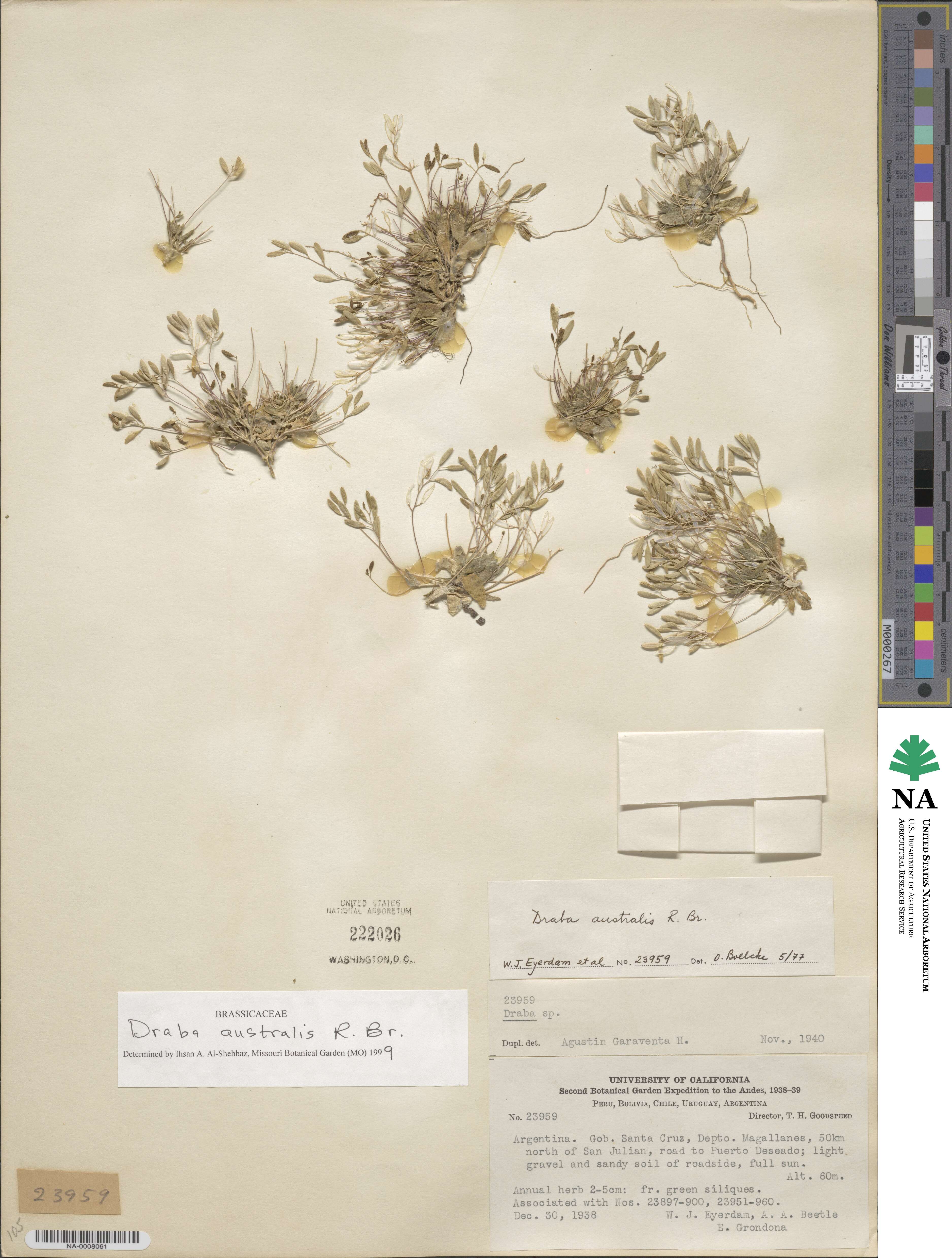 Tomostima australis image