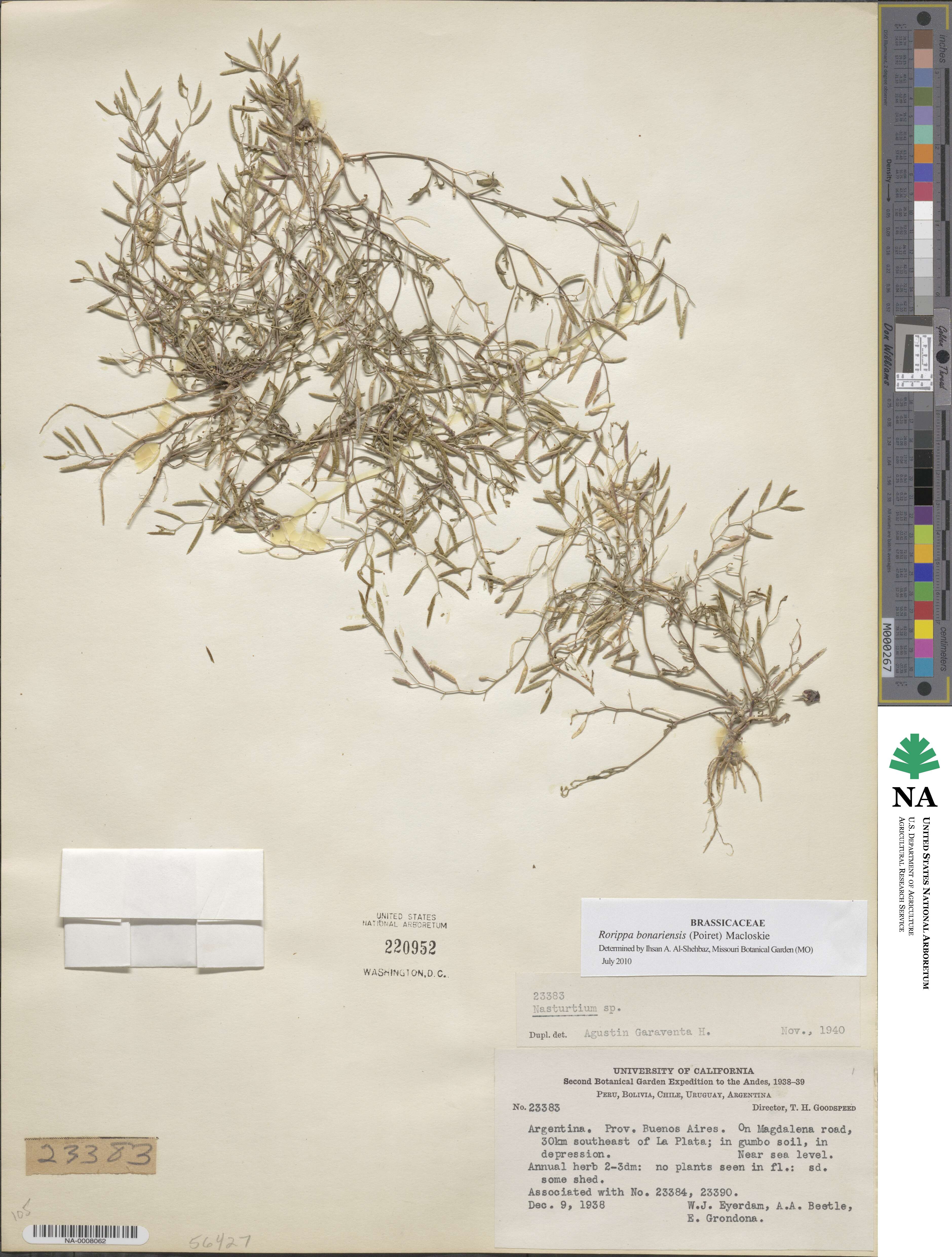 Rorippa bonariensis image