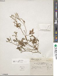 Cardamine ovata image
