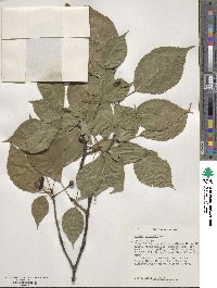 Prunus sargentii image