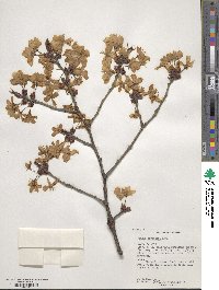 Prunus sargentii image