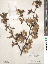 Prunus sargentii image