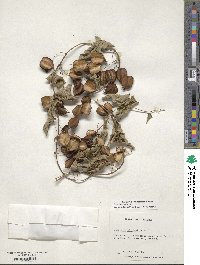 Dioscorea villosa image