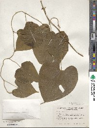 Dioscorea bulbifera image