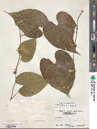 Dioscorea bulbifera image