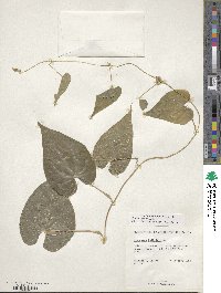 Dioscorea bulbifera image