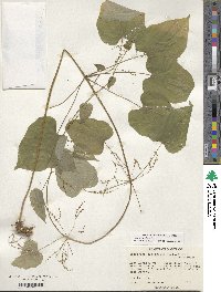 Dioscorea villosa image