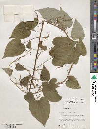 Dioscorea villosa image