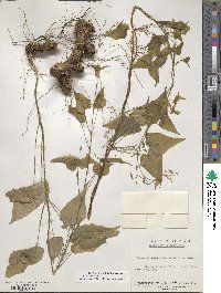 Dioscorea villosa image