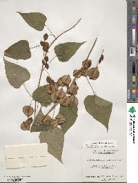 Dioscorea villosa image