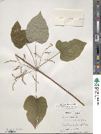 Dioscorea villosa image