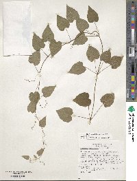 Dioscorea villosa image