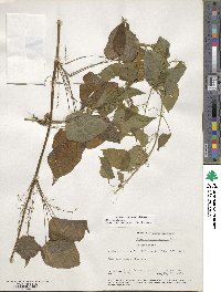 Dioscorea villosa image