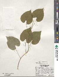 Dioscorea villosa image