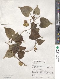 Dioscorea villosa image