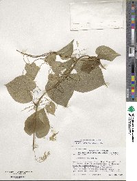 Dioscorea villosa image