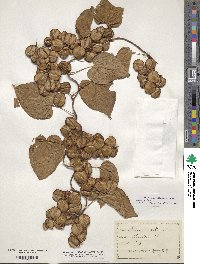 Dioscorea villosa image