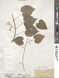 Dioscorea villosa image