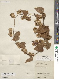 Dioscorea villosa image