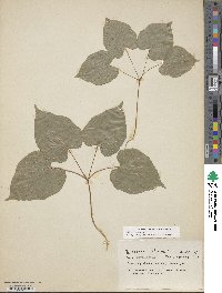 Dioscorea villosa image