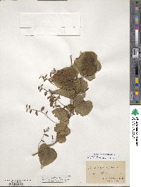 Dioscorea villosa image