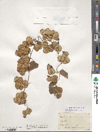 Dioscorea villosa image