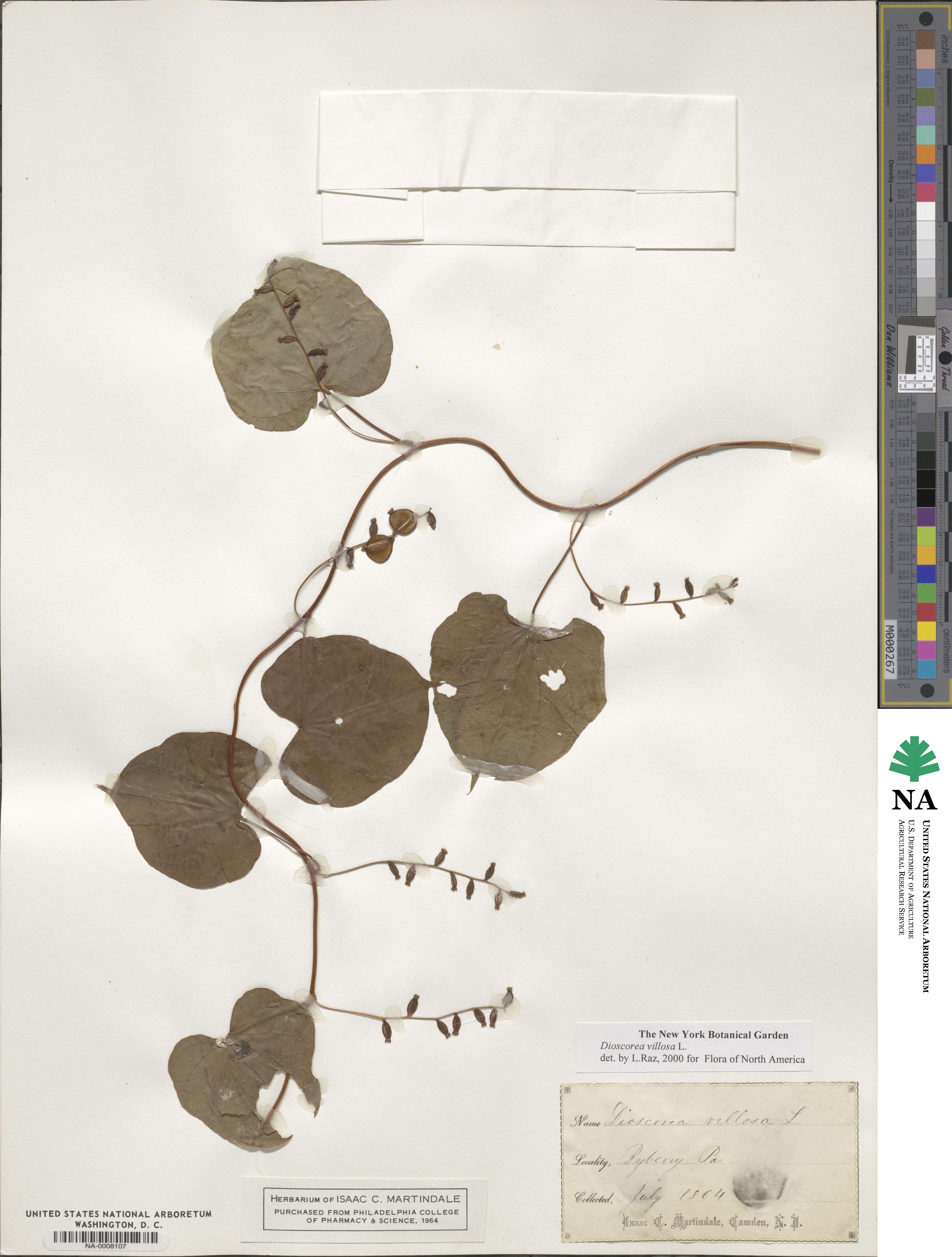 Dioscorea villosa image