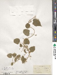 Dioscorea villosa image