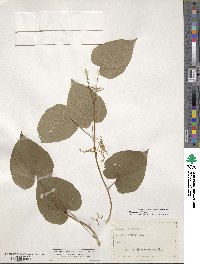 Dioscorea villosa image