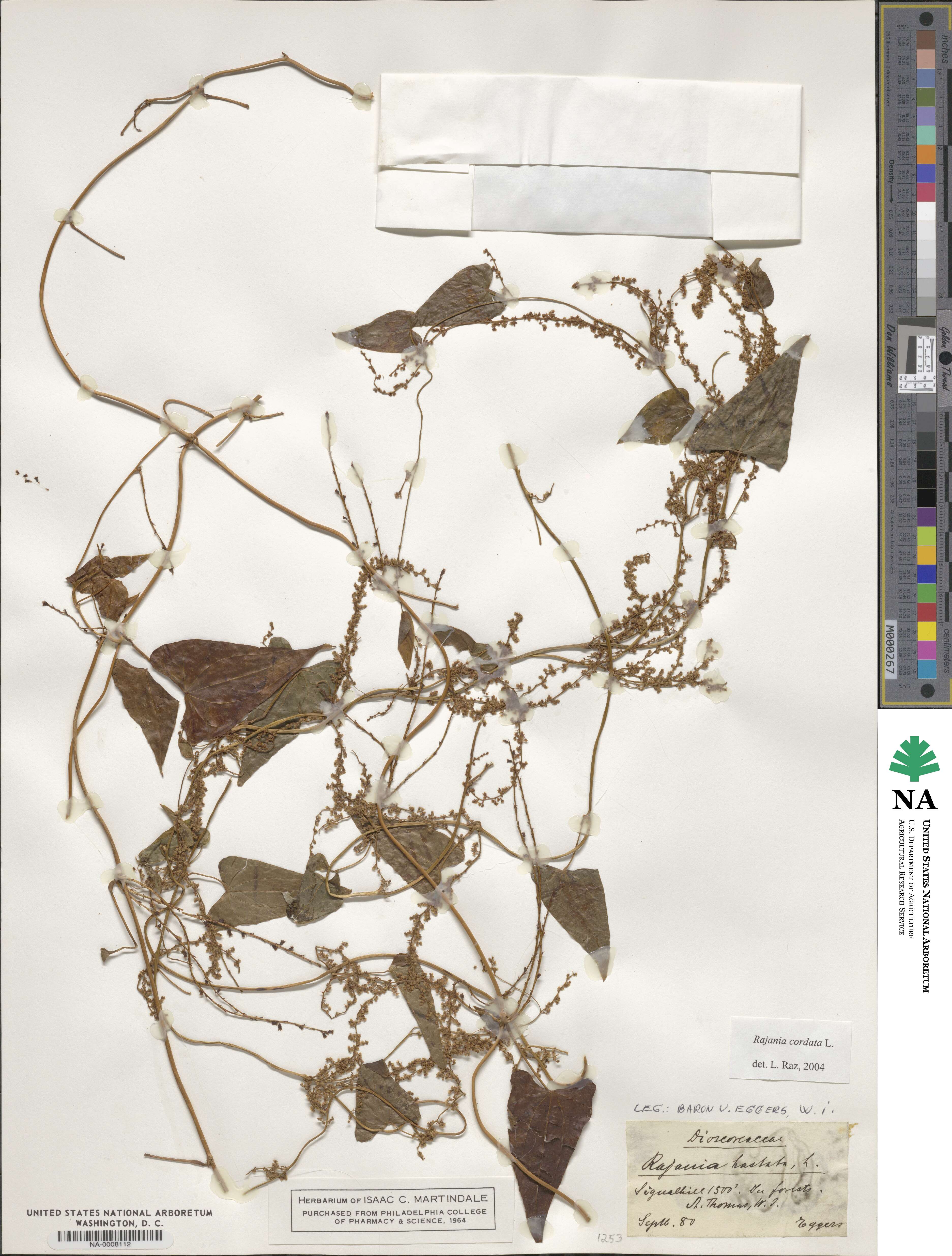 Dioscorea cordata image