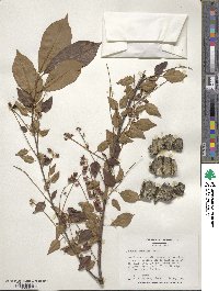 Prunus serotina image