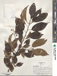 Prunus serotina image