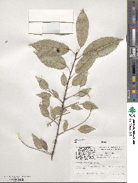 Prunus serotina image