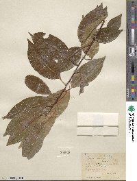 Prunus serotina image