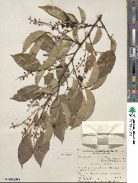 Prunus serotina image