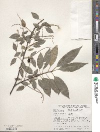 Prunus serotina image