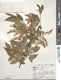 Prunus serotina image