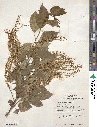 Prunus serotina image