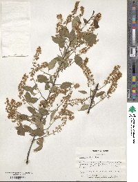 Prunus serotina image