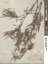 Salix exigua image