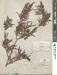 Salix exigua image