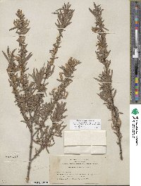 Salix exigua image