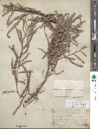 Salix exigua image