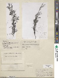 Salix exigua image