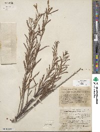 Salix exigua image