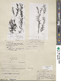 Salix exigua image
